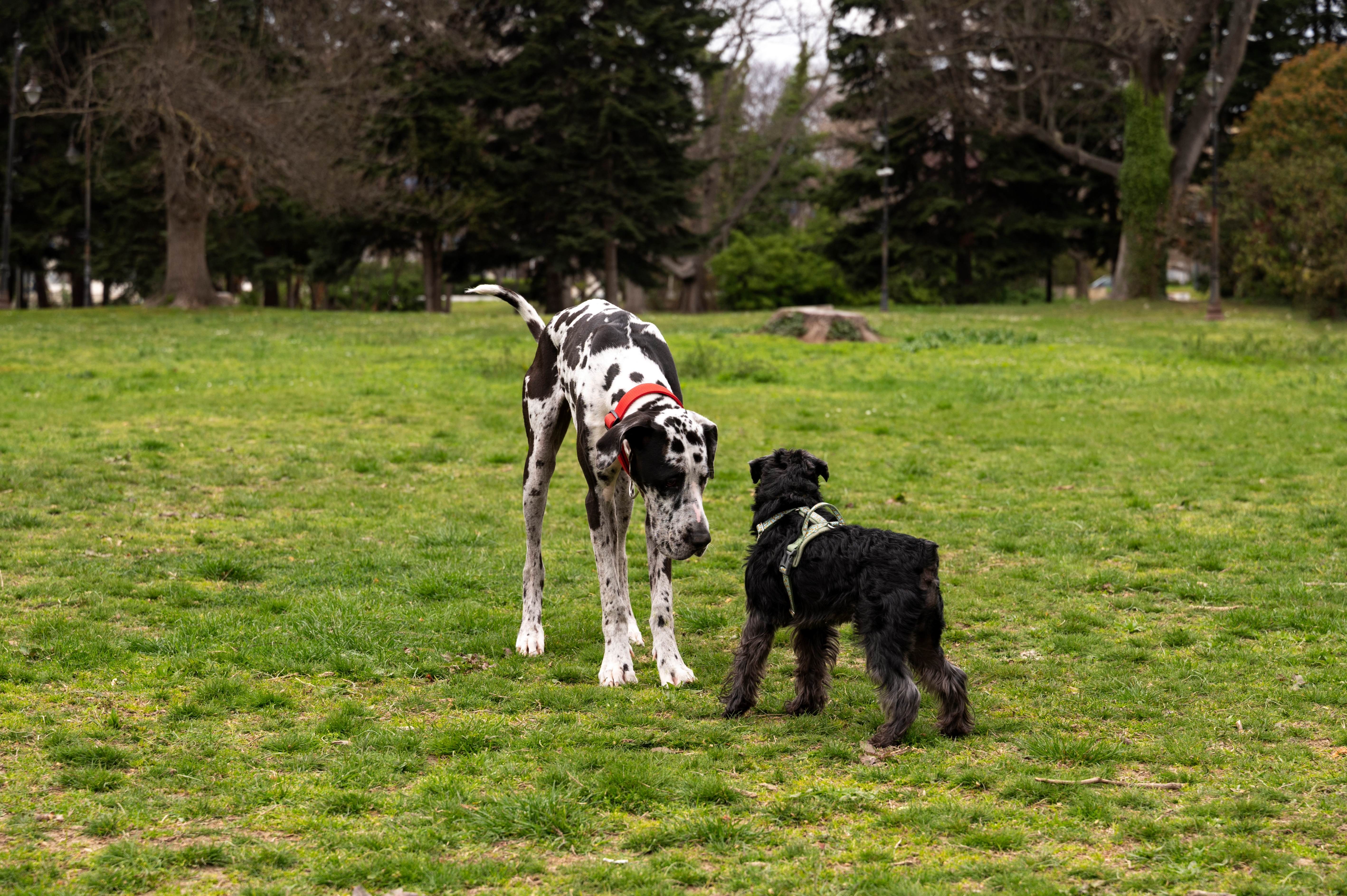 En Grand Danois snuser til en terrier