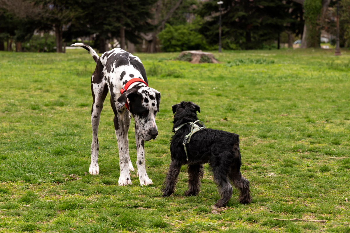 En Grand Danois snuser til en terrier